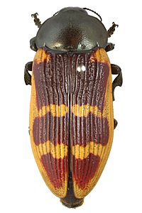 Temognatha stevensii, PL1438, female, EP, 45.8 × 19.7 mm